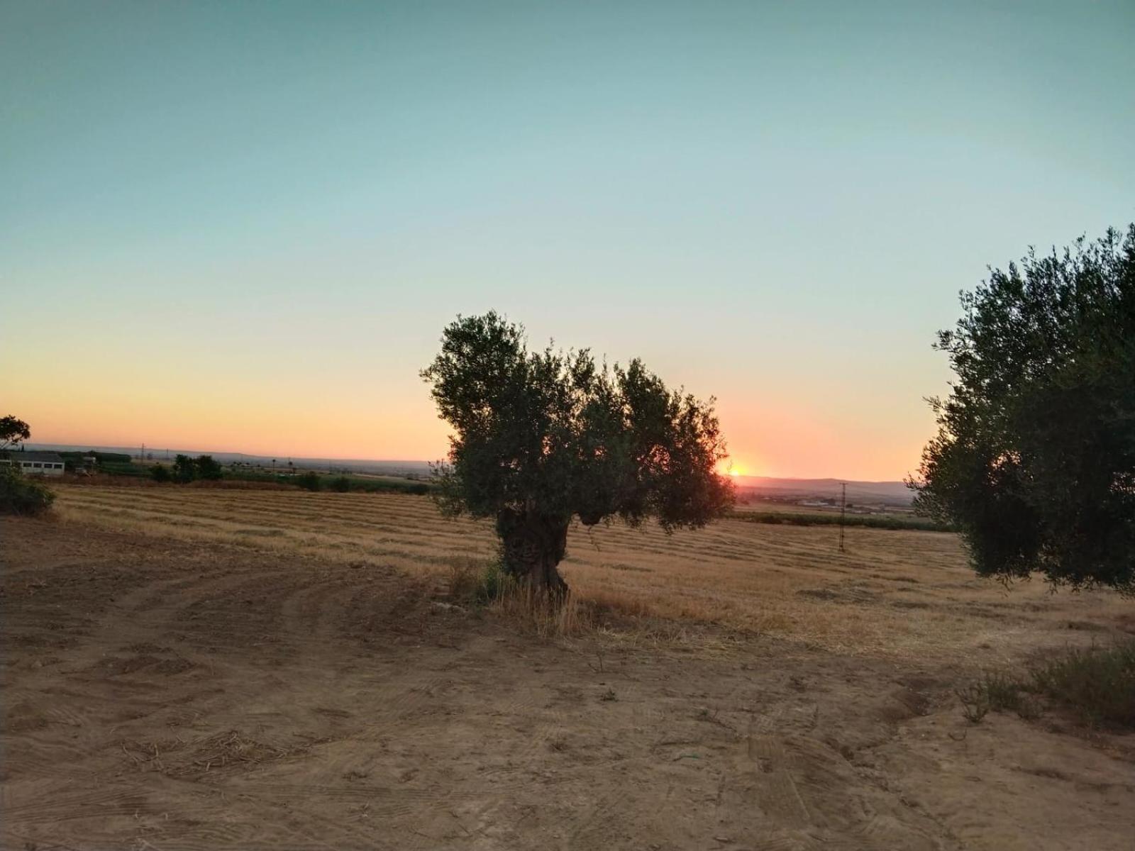 Casa Rural Cerro Campon カルモナ エクステリア 写真